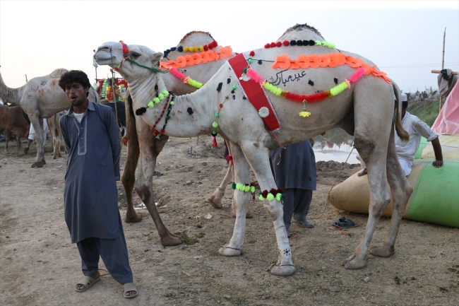 Pakistan’da kurban pazarları rengarenk